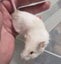 Male Mice Carousel 7