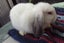 Baby Mini Lop Bunnies Carousel 6