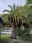Large Established Palm Tree - $1 Reserve! Carousel 3