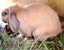 Purebred mini lop bunnies Carousel 3