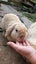 Mini Lop Fawn Rabbit needing a new home Carousel 2