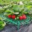 Strawberry Support, 5PCS Green Plastic Strawberry Plant Growing Support Pra Carousel 6