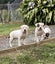 Purebred American Bulldog puppies $1200 Carousel 7