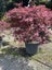 Rare 30yrs old - Japanese Maple - Crimson Queen Carousel 1