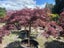 Rare 30yrs old - Japanese Maple - Crimson Queen Carousel 2