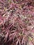 Rare 30yrs old - Japanese Maple - Crimson Queen Carousel 3