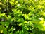 Buxus Green Gem Carousel 1