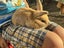 mini lop bunny Carousel 4