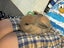 mini lop bunny Carousel 7