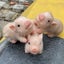 4.7in Full Silicone Piglet BPA-Free Soft Silicone Pig Doll Cute Lifelike Re Carousel 3