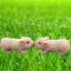 4.7in Full Silicone Piglet BPA-Free Soft Silicone Pig Doll Cute Lifelike Re Carousel 5