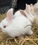 Angora x Mini lop baby bunny’s Carousel 3