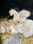 Angora x Mini lop baby bunny’s Carousel 4