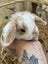 **Trained Mini Lop Bunny Rabbits & Care Package** Carousel 6