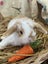 **Trained Mini Lop Bunny Rabbits & Care Package** Carousel 7
