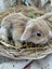 **Trained Mini Lop Bunny Rabbits & Care Package** Carousel 3