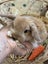 **Trained Mini Lop Bunny Rabbits & Care Package** Carousel 13