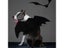 Halloween Costume For Dogs Pet Bat Wings Cat Dog Bat Costume Wings Dress Up Pet Carousel 3
