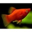 Red Coral Platy Carousel 1