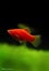 Red Coral Platy Carousel 2