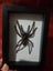 Taxidermy Tarantula (dehydrated) Carousel 3
