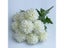 42cm Simulated Hydrangea Camellia Artificial Green Plant Bouquet Bridal Bouquet Carousel 8