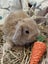 **Trained Mini Lop Bunny Rabbits & Care Package** Carousel 16