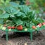 Strawberry Plant Growing Supports Keep Strawberries Off Rot In The Rainy Days Carousel 1