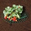 Strawberry Plant Growing Supports Keep Strawberries Off Rot In The Rainy Days Carousel 3