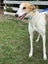 Stella- Beautiful Cat Trainable Greyhound Girl Carousel 3