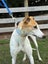 Stella- Beautiful Cat Trainable Greyhound Girl Carousel 4