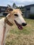 Stella- Beautiful Cat Trainable Greyhound Girl Carousel 1