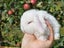 Purebred Mini Lop Baby Bunnies. Miniature Lops Available Carousel 5