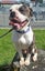 Bronx - American Bulldog cross Boxer Carousel 1