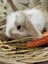 **Trained Mini Lop Bunny Rabbits & Care Package** Carousel 8