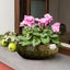 Bowl Planter Ceramic Flower Bowl Bowl Bowls For Planting In Water Indoors Pot Carousel 4
