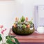 Bowl Planter Ceramic Flower Bowl Bowl Bowls For Planting In Water Indoors Pot Carousel 5