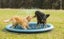 Pawever Pets Sprinkler Mat Large Carousel 2
