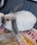 Pet Rabbits Bunny Rabbit Bunnies Mini lop Carousel 5