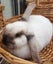 Pet Rabbits Bunny Rabbit Bunnies Mini lop Carousel 8