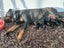 Purebreed bobtail Rottweiler puppys Carousel 4