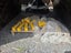 Vibratory Pad Foot Roller Shells Carousel 3