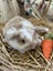 **Trained Mini Lop Bunny Rabbits & Care Package** Carousel 19