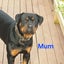 Purebreed bobtail Rottweiler puppys Carousel 9