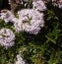 Hebe Mauve Carousel 2