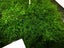 xmas moss Carousel 1