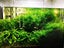 xmas moss Carousel 2