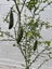 Loading Image 1 of 2