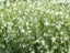 Gaura 'So White' 1.5L - Pot Carousel 1