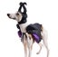 Halloween Dog Cloak With Hat Sleeping Curse Female Cat Pet Clothing Carousel 5